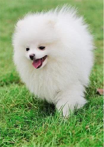 挑选纯种的博美犬的4个小妙招!