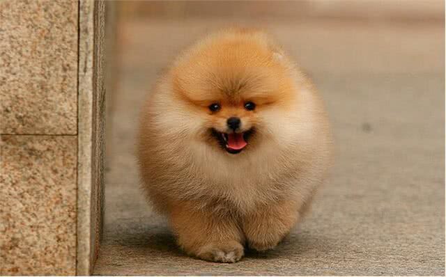 挑选纯种的博美犬的4个小妙招!