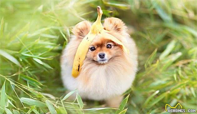 挑选纯种的博美犬的4个小妙招!