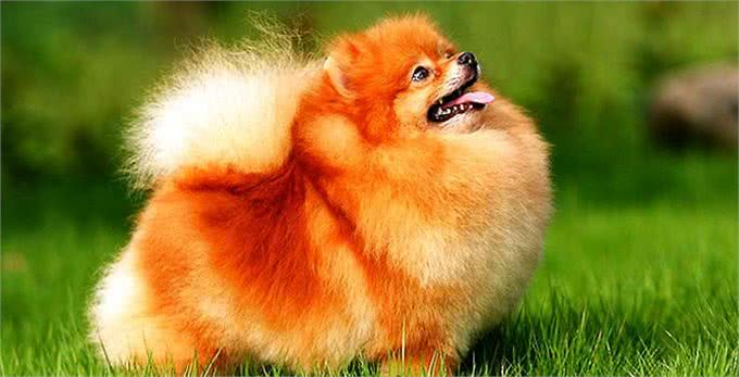 挑选纯种的博美犬的4个小妙招!