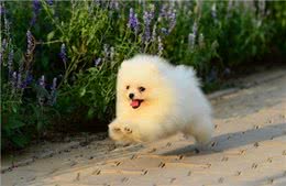 挑选纯种的博美犬的4个小妙招!