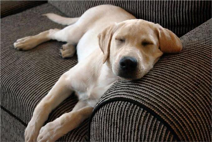 三千冷知识之：狗狗睡眠的秘密