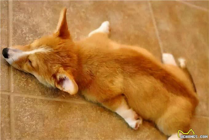 三千冷知识之：狗狗睡眠的秘密