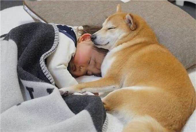 三千冷知识之：狗狗睡眠的秘密