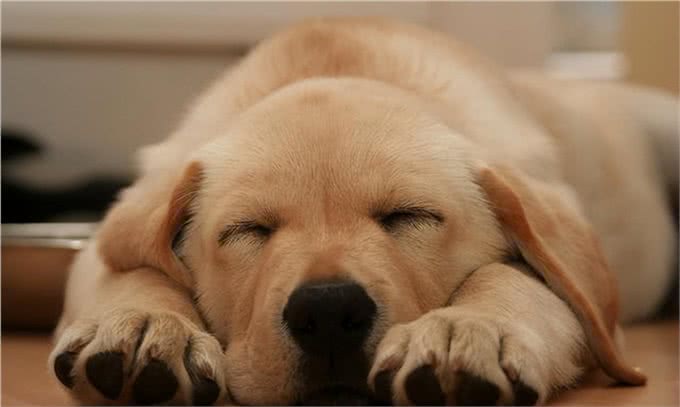 三千冷知识之：狗狗睡眠的秘密