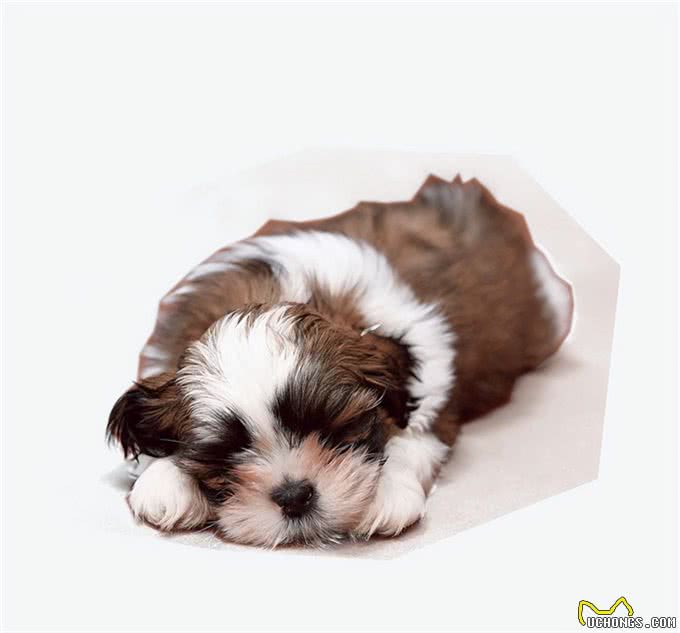 三千冷知识之：狗狗睡眠的秘密