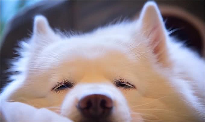 三千冷知识之：狗狗睡眠的秘密