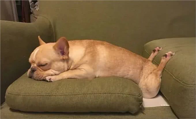 三千冷知识之：狗狗睡眠的秘密