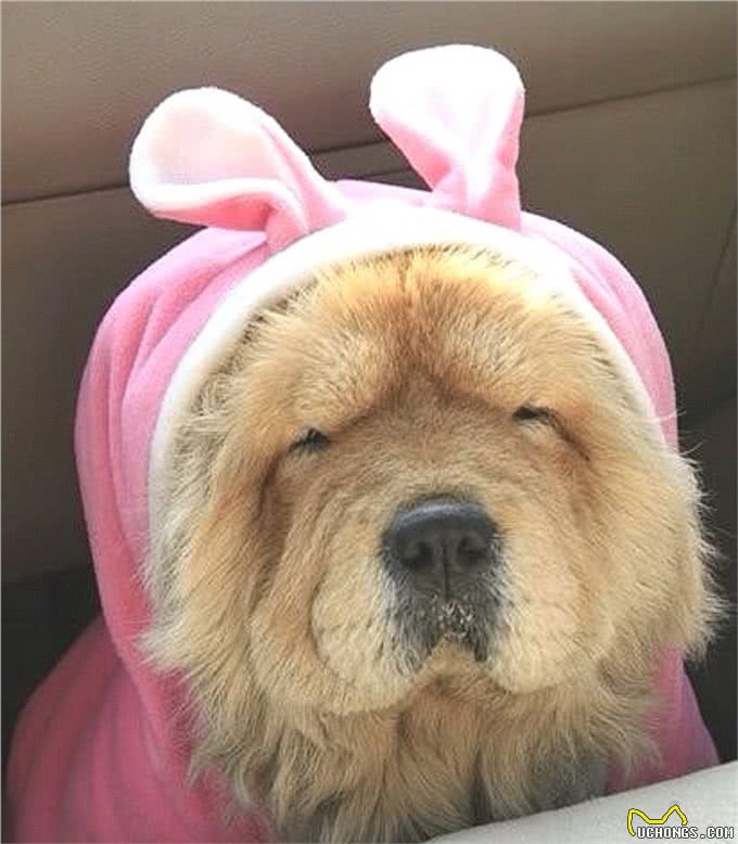 三千冷知识之：狗狗睡眠的秘密