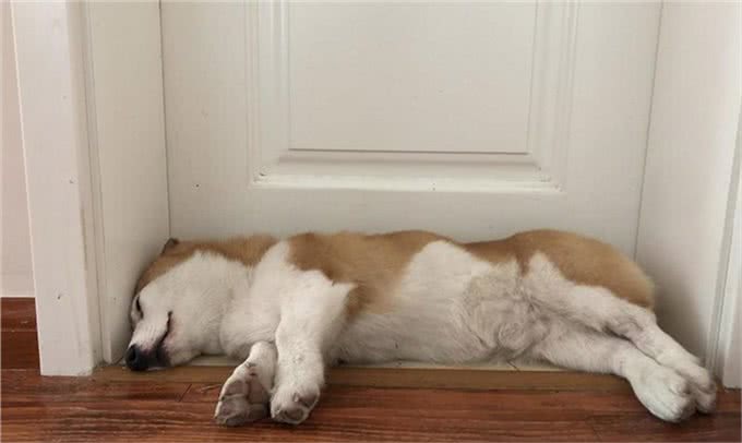 三千冷知识之：狗狗睡眠的秘密