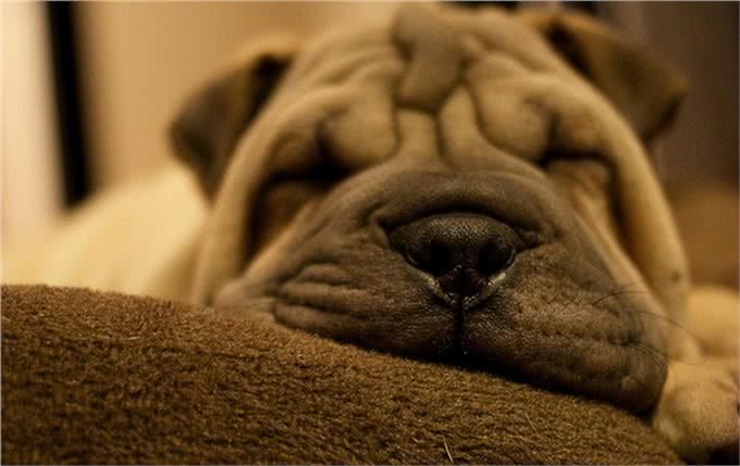 三千冷知识之：狗狗睡眠的秘密