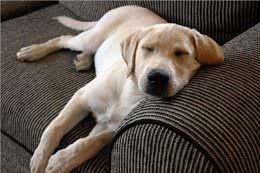 三千冷知识之：狗狗睡眠的秘密