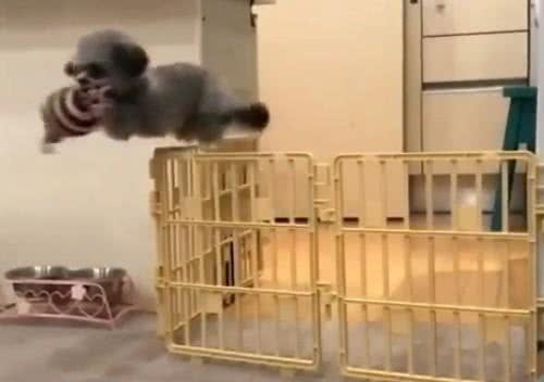 贵宾犬弹跳惊人，根本关不住!柯基看了会流泪!