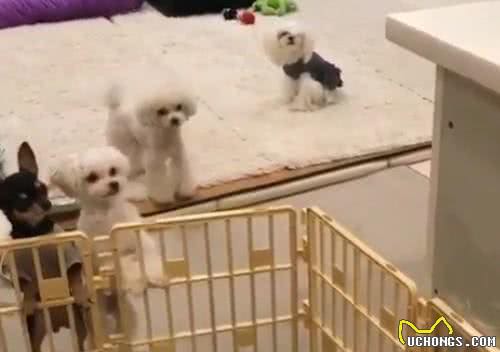 贵宾犬弹跳惊人，根本关不住!柯基看了会流泪!