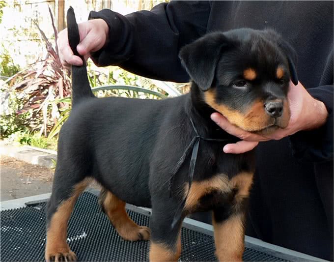 服从性十分高的6种狗，哪种你更喜欢?