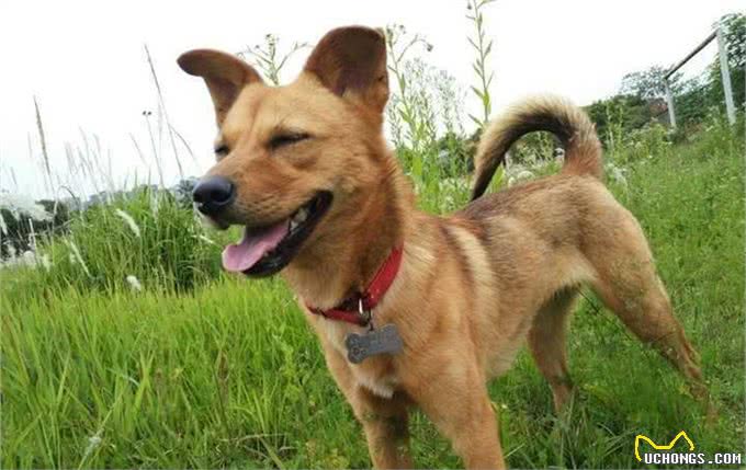 服从性十分高的6种狗，哪种你更喜欢?