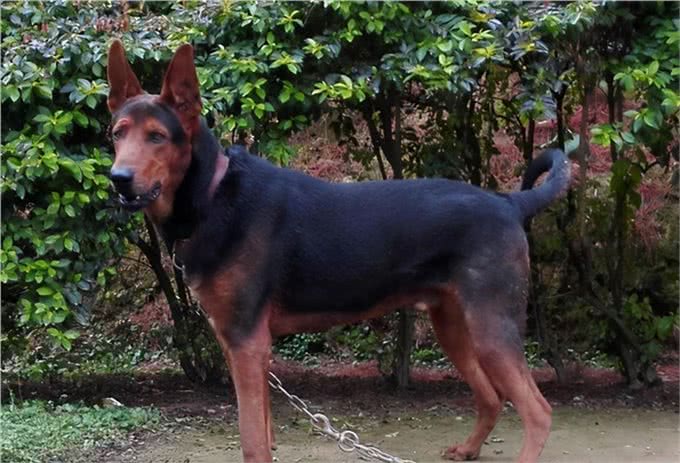 服从性十分高的6种狗，哪种你更喜欢?