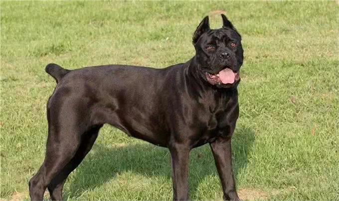 服从性十分高的6种狗，哪种你更喜欢?