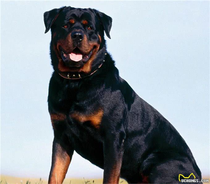 服从性十分高的6种狗，哪种你更喜欢?