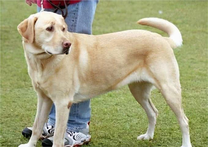 服从性十分高的6种狗，哪种你更喜欢?