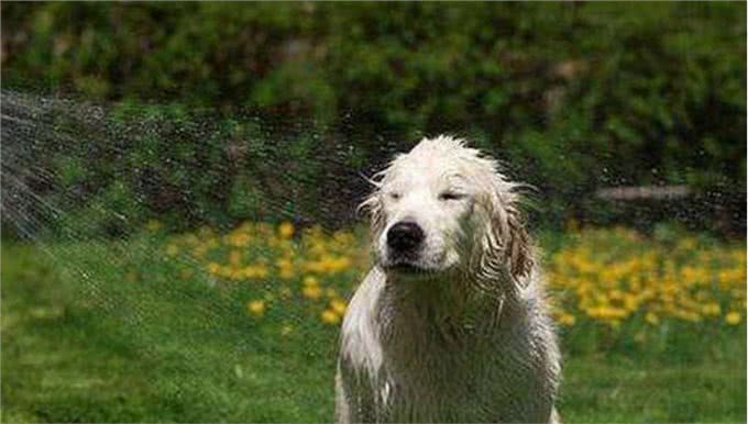 戈赞：给狗狗洗澡的五大难题你知道猫砂