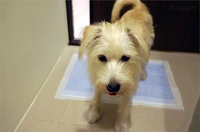 指导狗狗上厕所，掌握要领不棘手之初期如厕训练