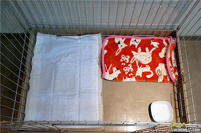 指导狗狗上厕所，掌握要领不棘手之初期如厕训练