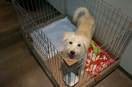 指导狗狗上厕所，掌握要领不棘手之初期如厕训练