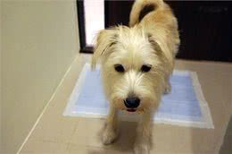 指导狗狗上厕所，掌握要领不棘手之初期如厕训练