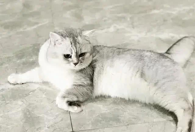 五个小妙招，教你快速挑到优质的英国短毛猫