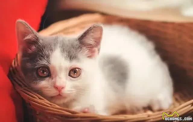 五个小妙招，教你快速挑到优质的英国短毛猫