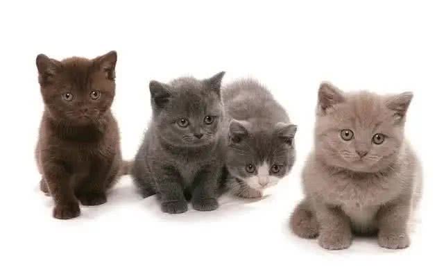 五个小妙招，教你快速挑到优质的英国短毛猫