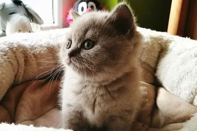 五个小妙招，教你快速挑到优质的英国短毛猫