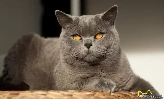 五个小妙招，教你快速挑到优质的英国短毛猫