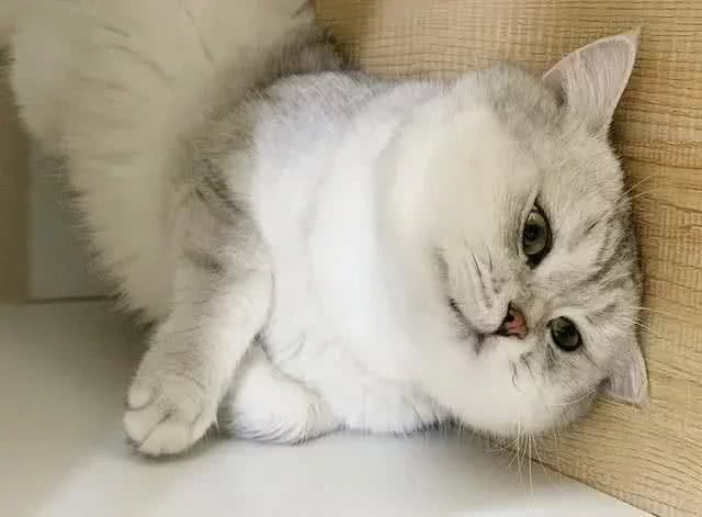 五个小妙招，教你快速挑到优质的英国短毛猫