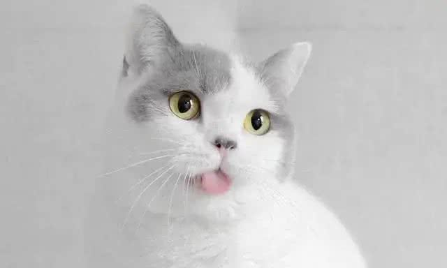 五个小妙招，教你快速挑到优质的英国短毛猫