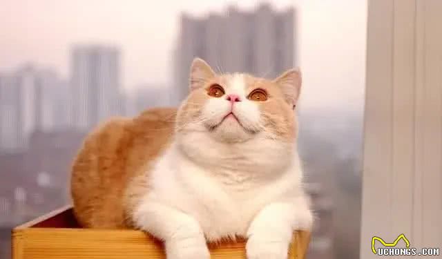 五个小妙招，教你快速挑到优质的英国短毛猫