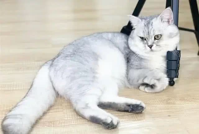 五个小妙招，教你快速挑到优质的英国短毛猫