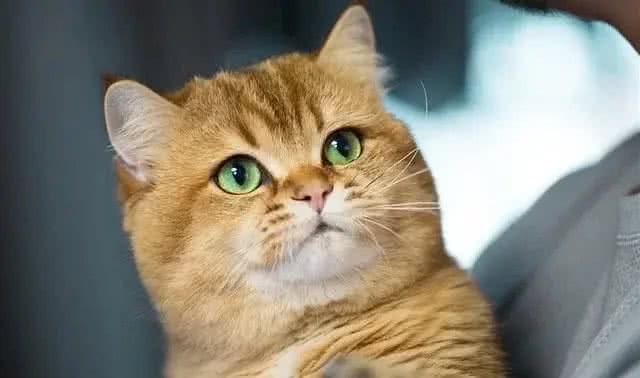 五个小妙招，教你快速挑到优质的英国短毛猫