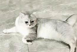 五个小妙招，教你快速挑到优质的英国短毛猫