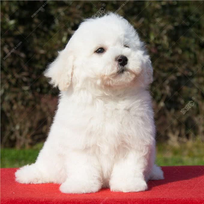 美女最爱、追女神物—比熊犬