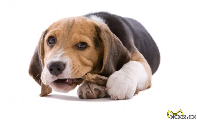 狗狗为什么喜欢吃骨头?吃骨头的好处和坏处你都知道有哪些吗?