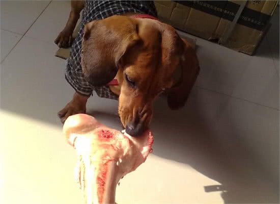 狗狗为什么喜欢吃骨头?吃骨头的好处和坏处你都知道有哪些吗?