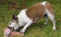 狗狗为什么喜欢吃骨头?吃骨头的好处和坏处你都知道有哪些吗?