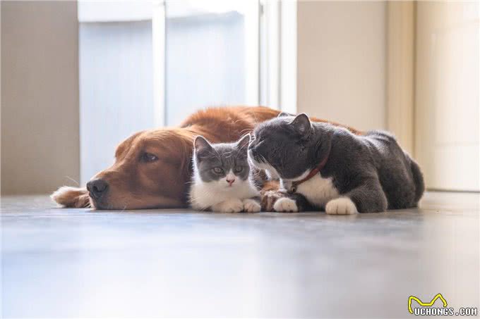 宠物维生素缺乏的症状表现