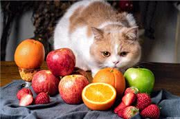 宠物维生素缺乏的症状表现