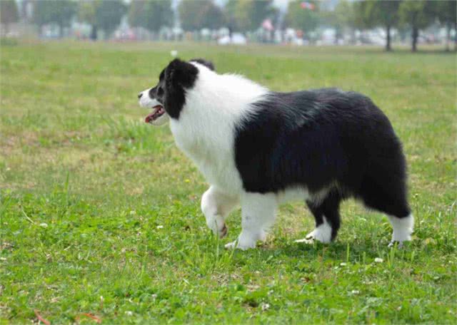 你知道边牧有多聪明吗?好好训练，它们真的可以听得懂人话