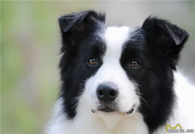 你知道边牧有多聪明吗?好好训练，它们真的可以听得懂人话