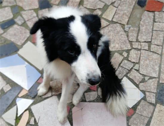 你知道边牧有多聪明吗?好好训练，它们真的可以听得懂人话