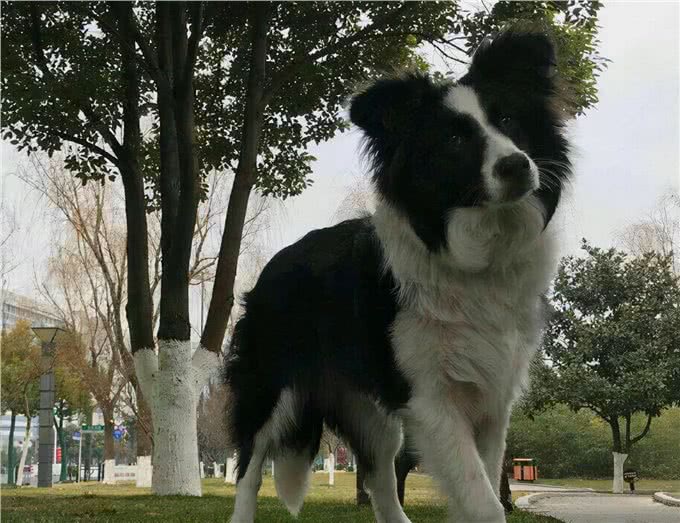 你知道边牧有多聪明吗?好好训练，它们真的可以听得懂人话